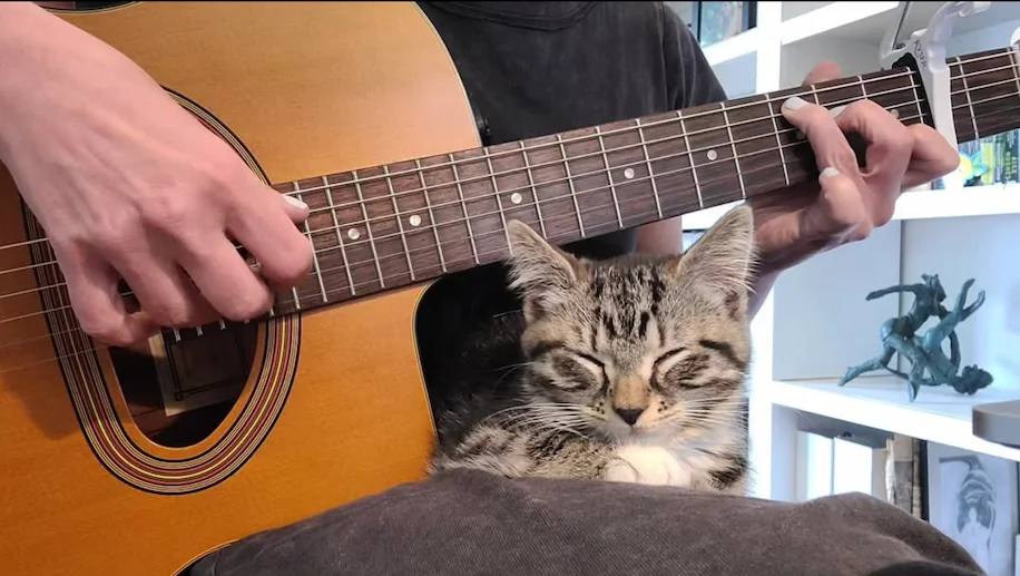 Guitar with kitten
